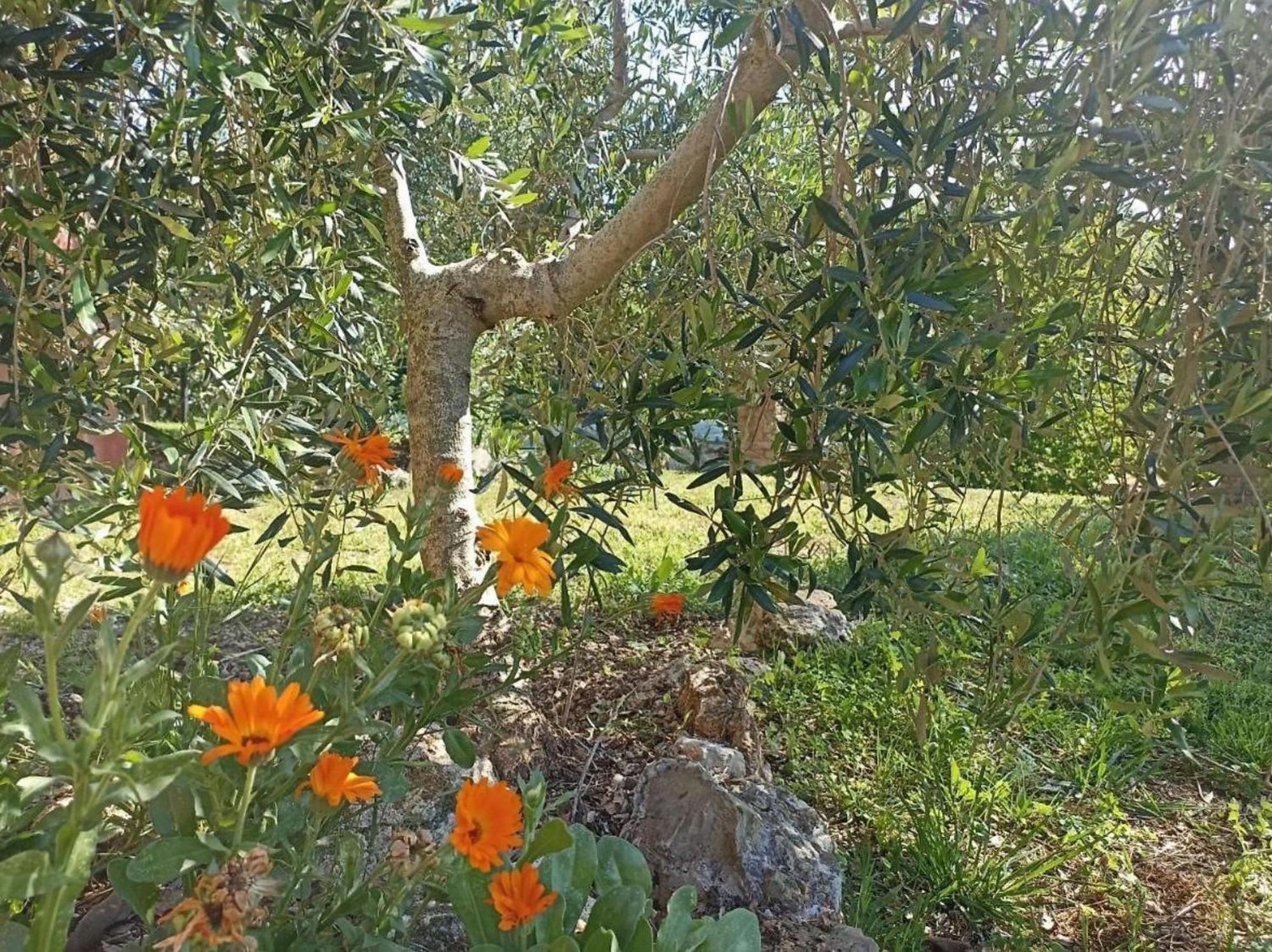 马萨马里蒂马La Mandriana别墅 外观 照片