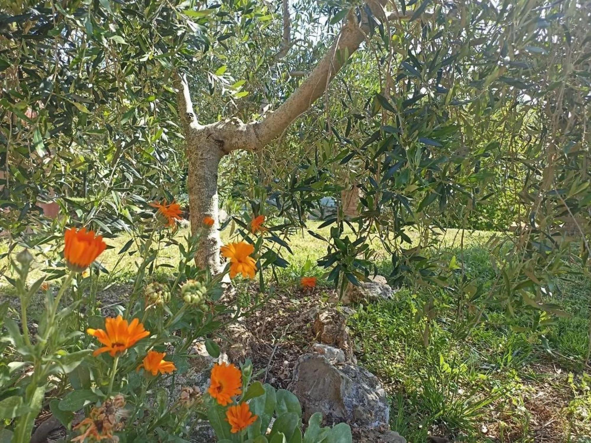 马萨马里蒂马La Mandriana别墅 外观 照片