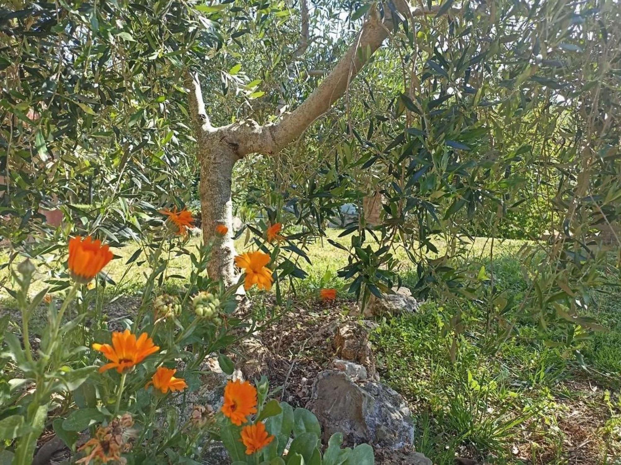马萨马里蒂马La Mandriana别墅 外观 照片