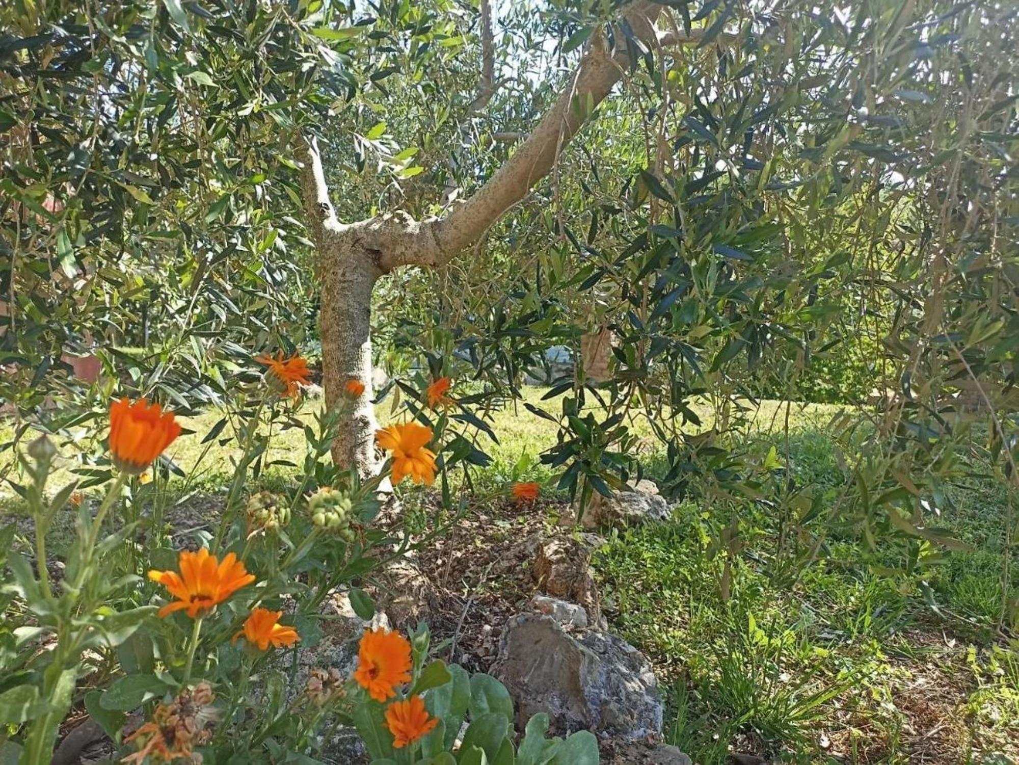 马萨马里蒂马La Mandriana别墅 外观 照片